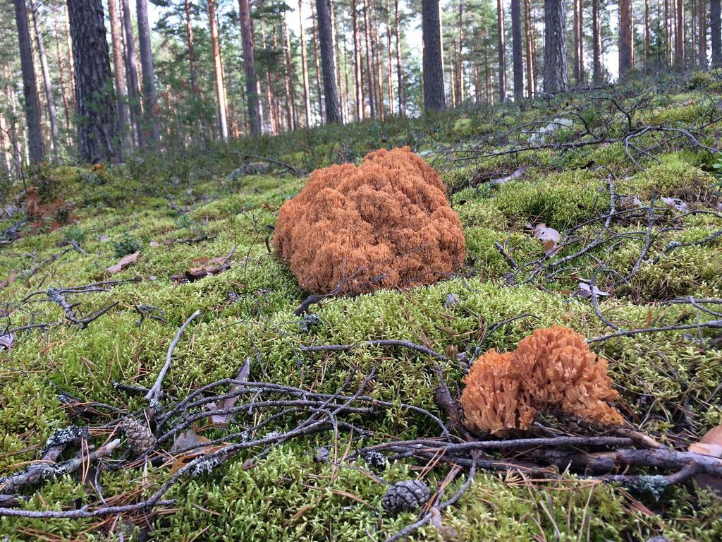 Lakehouse Saimaa B&B Taipalsaari 外观 照片